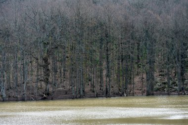 Sonbahar döneminde Akfadou Gölü (lac noir)
