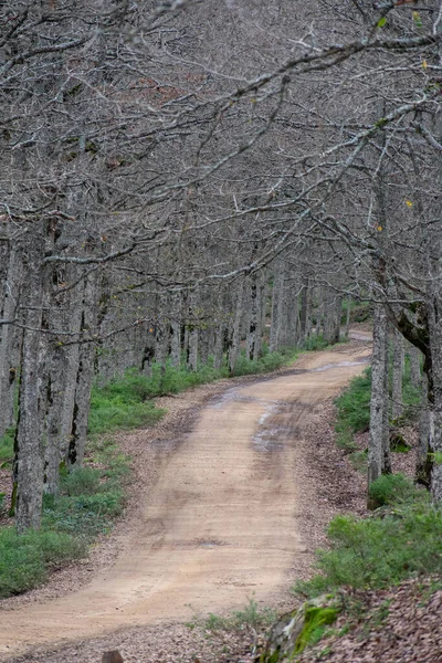 Δρόμος Που Περνά Μέσα Από Ένα Δάσος Στην Ακφάδου Bejaia — Φωτογραφία Αρχείου