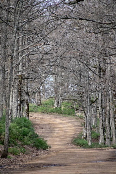 Δρόμος Που Περνά Μέσα Από Ένα Δάσος Στην Ακφάδου Bejaia — Φωτογραφία Αρχείου