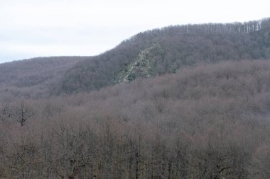 Mirebeck 'in meşesi (Quercus canariensis) ormanı Akfadou' da sonbahar mevsiminde