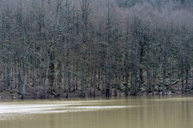 Sonbahar döneminde Akfadou Gölü (lac noir)