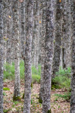 Mirebeck 'in meşesi (Quercus canariensis) ormanı Akfadou' da sonbahar mevsiminde