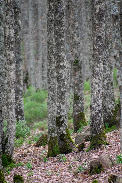 Mirebeck 'in meşesi (Quercus canariensis) ormanı Akfadou' da sonbahar mevsiminde