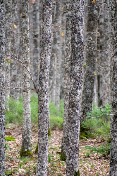 Las Dębowy Mirebecka Quercus Canariensis Akfadou Jesienią — Zdjęcie stockowe