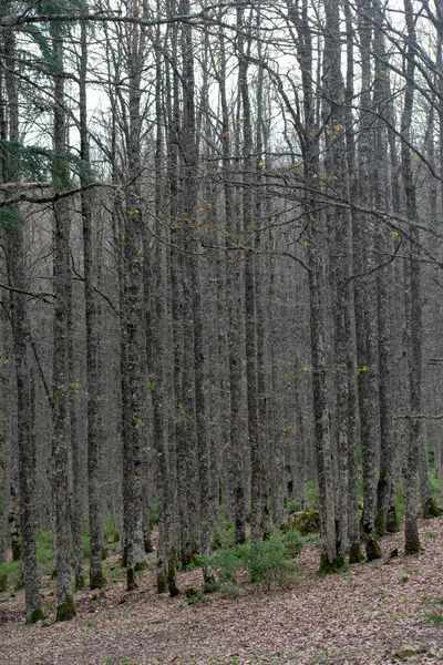 Δάσος Βελανιδιάς Του Mirebeck Quercus Canariensis Στην Ακφάδου Την Φθινοπωρινή — Φωτογραφία Αρχείου