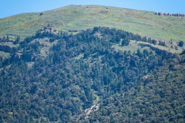 Cezayir 'deki Aures Dağları' ndaki Chelia Ulusal Parkı 'ndan manzara. Mavi Atlas Cedar (Cedrus Atlantica) doğal yaşam alanı
