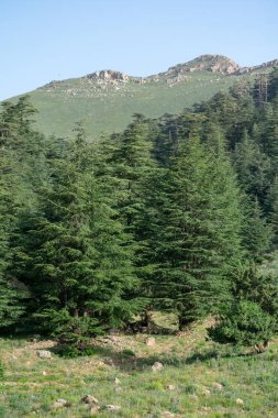 Cezayir 'deki Aures Dağları' ndaki Chelia Ulusal Parkı 'ndan manzara. Mavi Atlas Cedar (Cedrus Atlantica) doğal yaşam alanı