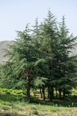 Cezayir 'deki Aures Dağları' ndaki Chelia Ulusal Parkı 'ndan manzara. Mavi Atlas Cedar (Cedrus Atlantica) doğal yaşam alanı