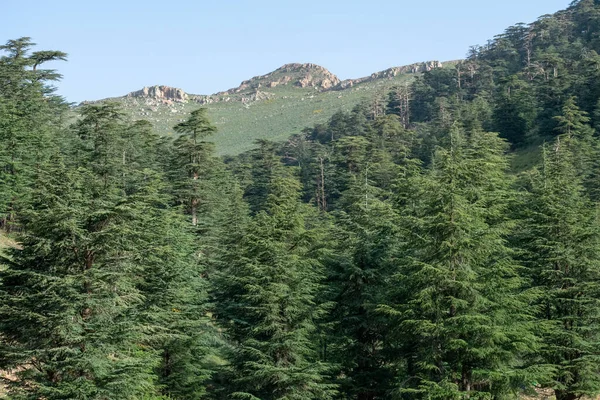 Cezayir 'deki Aures Dağları' ndaki Chelia Ulusal Parkı 'ndan manzara. Mavi Atlas Cedar (Cedrus Atlantica) doğal yaşam alanı