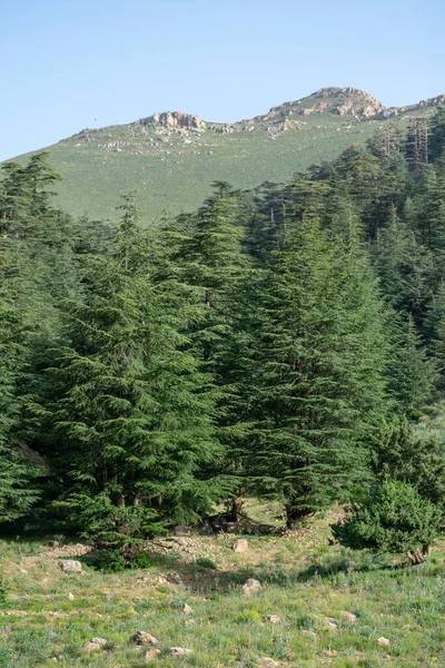 Schöne Aussicht Vom Chelia Nationalpark Aures Gebirge Algerien Blauer Atlas — Stockfoto
