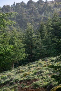 Cezayir 'deki Aures Dağları' ndaki Chelia Ulusal Parkı 'ndan manzara. Mavi Atlas Cedar (Cedrus Atlantica) doğal yaşam alanı