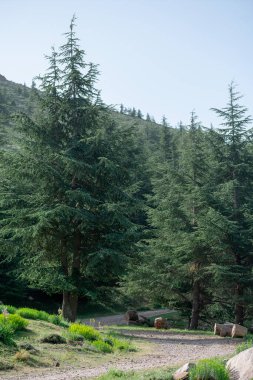 Cezayir 'deki Aures Dağları' ndaki Chelia Ulusal Parkı 'ndan manzara. Mavi Atlas Cedar (Cedrus Atlantica) doğal yaşam alanı