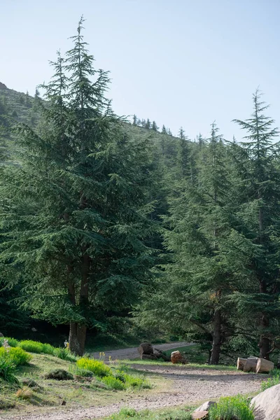 Cezayir 'deki Aures Dağları' ndaki Chelia Ulusal Parkı 'ndan manzara. Mavi Atlas Cedar (Cedrus Atlantica) doğal yaşam alanı