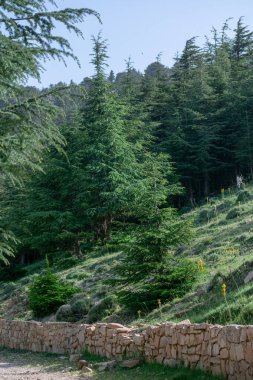 Cezayir 'deki Aures Dağları' ndaki Chelia Ulusal Parkı 'ndan manzara. Mavi Atlas Cedar (Cedrus Atlantica) doğal yaşam alanı