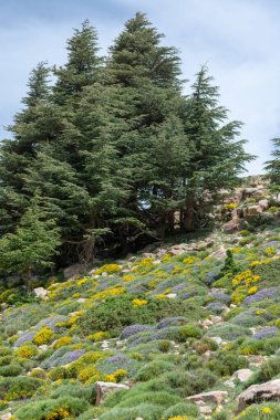 Cezayir 'deki Aures Dağları' ndaki Chelia Ulusal Parkı 'ndan manzara. Mavi Atlas Cedar (Cedrus Atlantica) doğal yaşam alanı