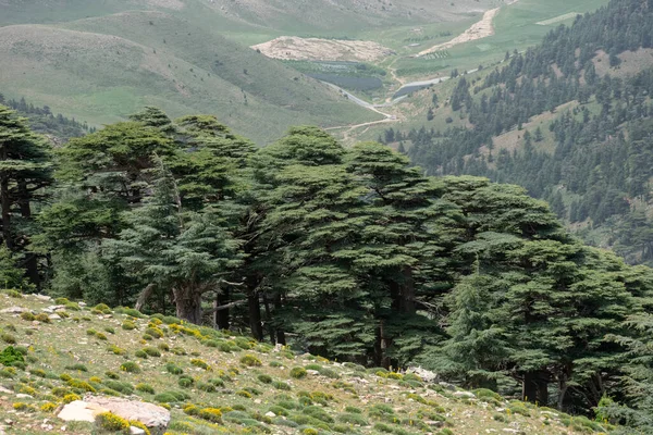 Cezayir 'deki Aures Dağları' ndaki Chelia Ulusal Parkı 'ndan manzara. Mavi Atlas Cedar (Cedrus Atlantica) doğal yaşam alanı