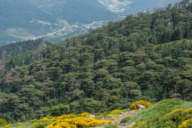Cezayir 'deki Aures Dağları' ndaki Chelia Ulusal Parkı 'ndan manzara. Mavi Atlas Cedar (Cedrus Atlantica) doğal yaşam alanı