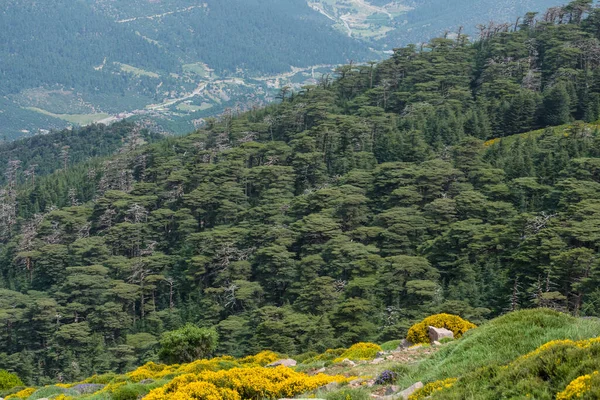 Cezayir 'deki Aures Dağları' ndaki Chelia Ulusal Parkı 'ndan manzara. Mavi Atlas Cedar (Cedrus Atlantica) doğal yaşam alanı