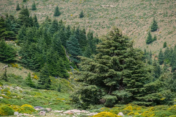 Cezayir 'deki Aures Dağları' ndaki Chelia Ulusal Parkı 'ndan manzara. Mavi Atlas Cedar (Cedrus Atlantica) doğal yaşam alanı