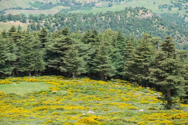 Cezayir 'deki Aures Dağları' ndaki Chelia Ulusal Parkı 'ndan manzara. Mavi Atlas Cedar (Cedrus Atlantica) doğal yaşam alanı
