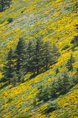 Cezayir 'deki Aures Dağları' ndaki Chelia Ulusal Parkı 'ndan manzara. Mavi Atlas Cedar (Cedrus Atlantica) doğal yaşam alanı
