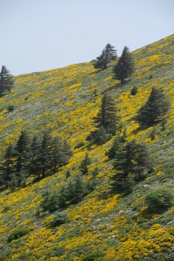 Cezayir 'deki Aures Dağları' ndaki Chelia Ulusal Parkı 'ndan manzara. Mavi Atlas Cedar (Cedrus Atlantica) doğal yaşam alanı
