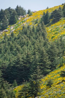 Cezayir 'deki Aures Dağları' ndaki Chelia Ulusal Parkı 'ndan manzara. Mavi Atlas Cedar (Cedrus Atlantica) doğal yaşam alanı