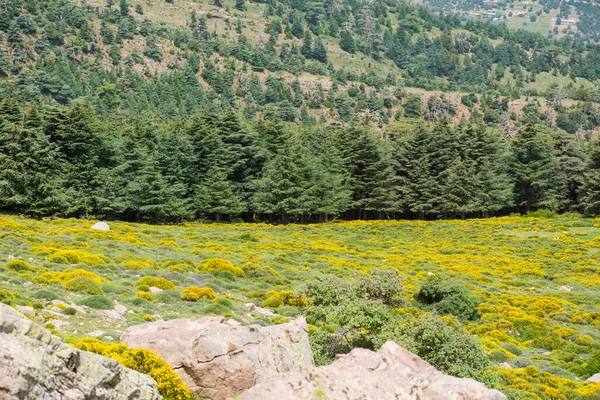 Cezayir 'deki Aures Dağları' ndaki Chelia Ulusal Parkı 'ndan manzara. Mavi Atlas Cedar (Cedrus Atlantica) doğal yaşam alanı