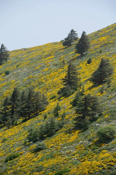 Cezayir 'deki Aures Dağları' ndaki Chelia Ulusal Parkı 'ndan manzara. Mavi Atlas Cedar (Cedrus Atlantica) doğal yaşam alanı