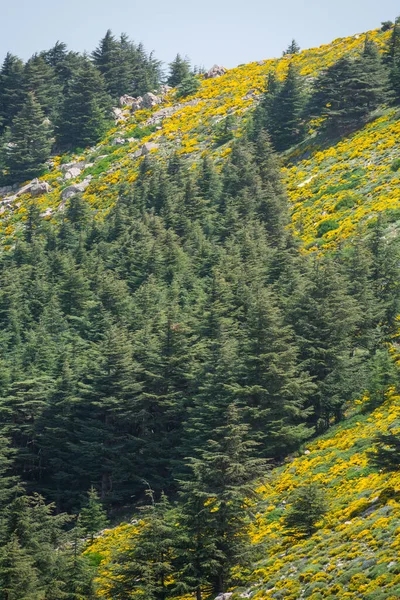 Cezayir 'deki Aures Dağları' ndaki Chelia Ulusal Parkı 'ndan manzara. Mavi Atlas Cedar (Cedrus Atlantica) doğal yaşam alanı