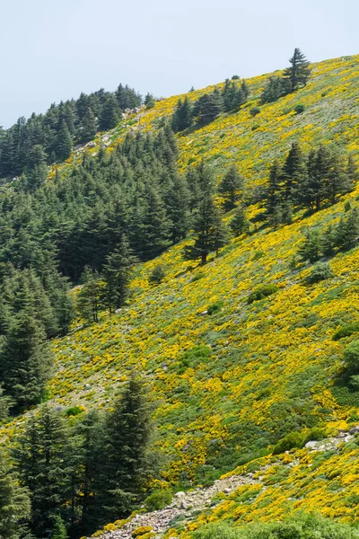 Cezayir 'deki Aures Dağları' ndaki Chelia Ulusal Parkı 'ndan manzara. Mavi Atlas Cedar (Cedrus Atlantica) doğal yaşam alanı