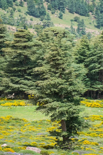 Scenic View Chelia National Park Aures Mountains Algeria Blue Atlas — Stock Photo, Image