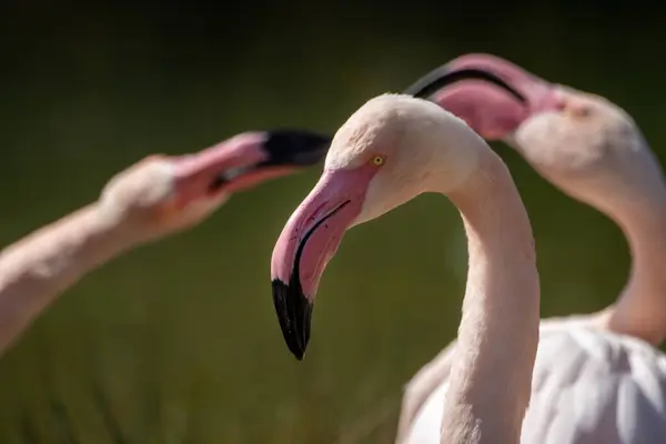 Flamant Rose Gros Plan Dans Zoo Dhlhlzli Suisse — Photo