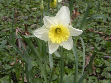 Bahçede, yakın planda ilkbahar çiçeği.