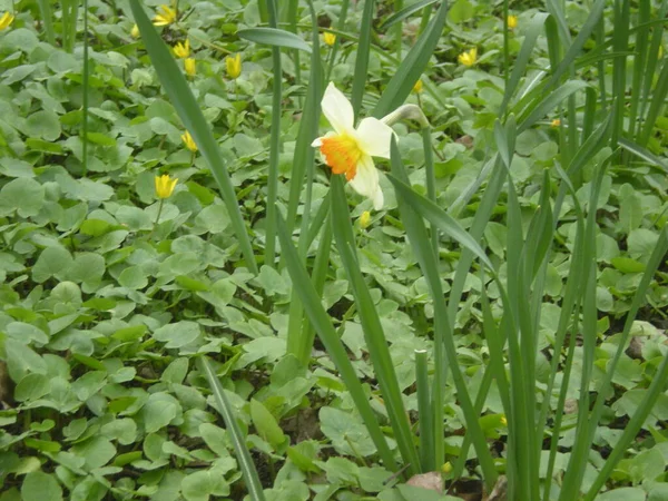 Narcissus Green Meadow — Stockfoto