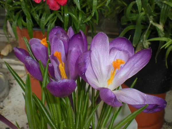 Purple Crocuses Close Balcony — Stockfoto