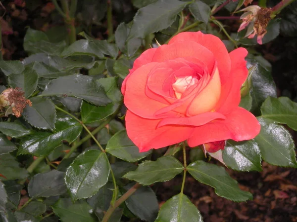庭のオレンジのバラ — ストック写真