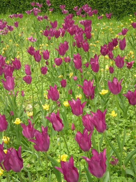 Violette Und Gelbe Tulpen Auf Einer Grünen Sonnigen Wiese — Stockfoto
