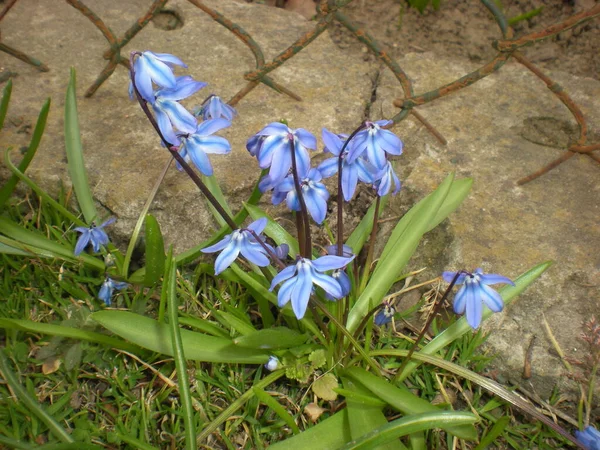 Drobne Niebieskie Wiosenne Kwiatki Ogrodzie Tle Metalowej Siatki — Stockfoto