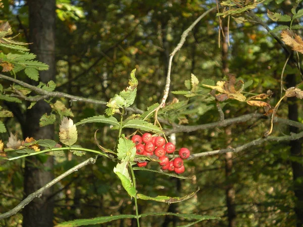 Czerwone Owoce Jarzebiny Zblizeniu Lesie — Stok fotoğraf