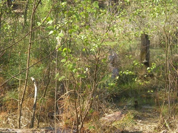 Peat Bog Forest Mazowiecki Park Krajobrazowy Warszawa — Stok Foto