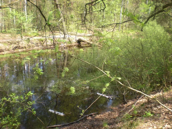 Overgrown Pond Forest Mazowiecki Park Krajobrazowy Warszawa — Stockfoto