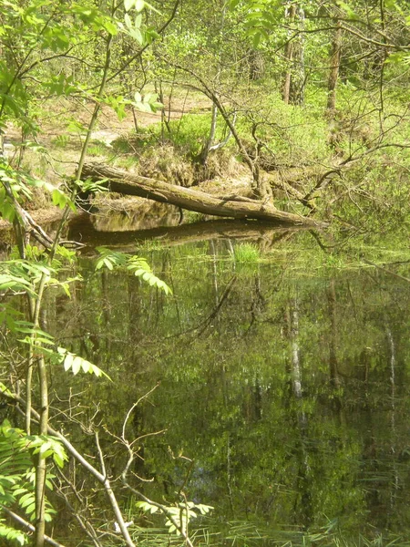 Boughs Trees Immersed Pond Mazowiecki Park Krajobrazowy Warszawa — Stock Photo, Image