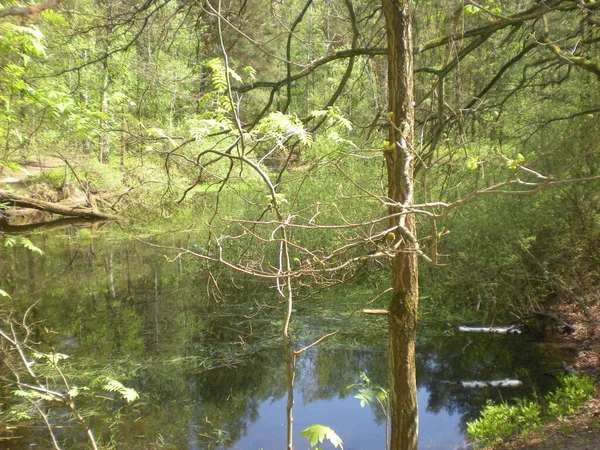 Κατάφυτη Λίμνη Στο Δάσος Mazowiecki Park Krajobrazowy Warszawa — Φωτογραφία Αρχείου