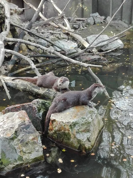 Otters Lounging Stones Zoo —  Fotos de Stock