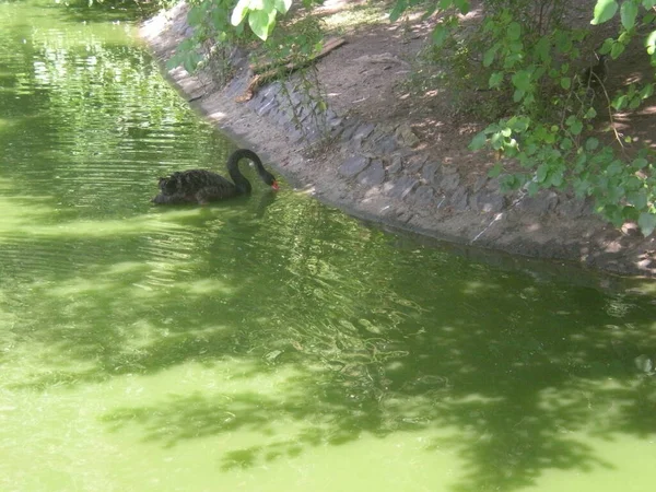 Black Swan Swimming Pond Zoo Warsaw — Stok Foto