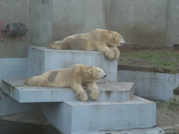 Polar Bears Resting Rocks Zoo Warszawa — Stock Fotó