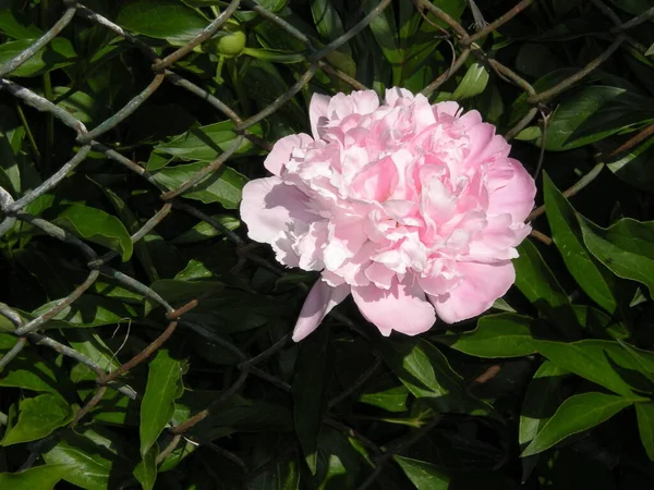 庭の柵から突き出たピンクの牡丹 — ストック写真