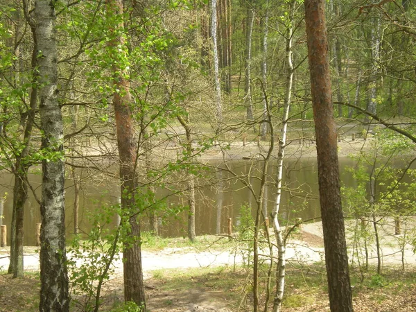 Sztuczny Staw Lesie Mazowiecki Park Krajobrazowy — Stockfoto