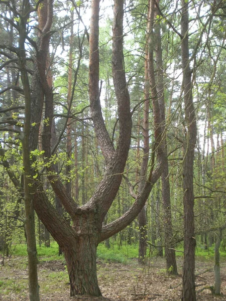 Drzewa Lesie Mazowiecki Park Krajobrazowy — Stockfoto